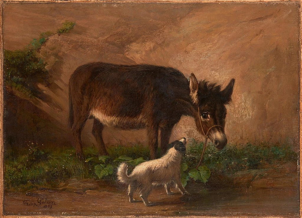 Asino e cane